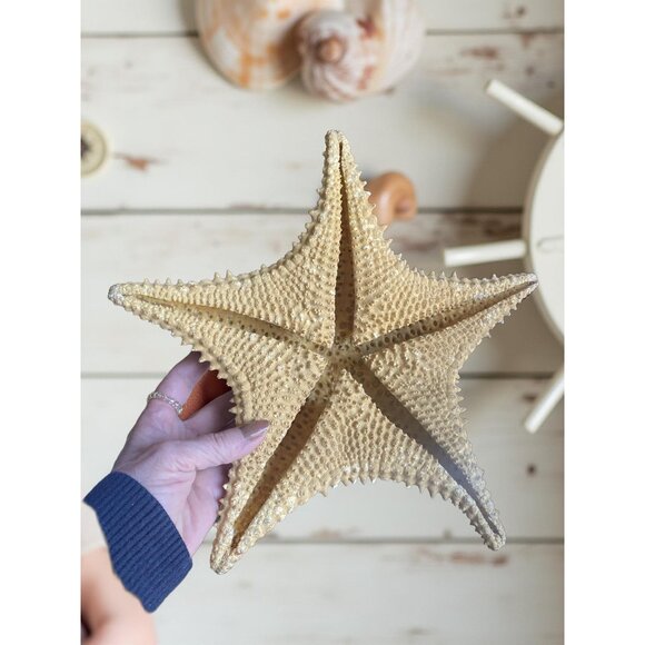 Natural Textured Starfish Decor - Large Preserved Sea Life Accent For Coastal & - Picture 2 of 5